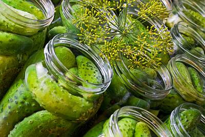 Brined dill pickles (ogórki kiszone)